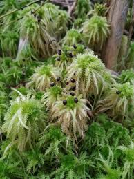 Attēlu rezultāti vaicājumam “Sphagnum squarrosum sporophyte”