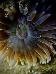 Attēlu rezultāti vaicājumam “Tubifera applanata macro”