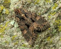 Attēlu rezultāti vaicājumam “Mniotype satura”