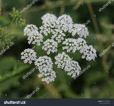 Attēlu rezultāti vaicājumam “Anthriscus”