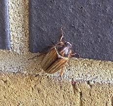 Attēlu rezultāti vaicājumam “Acilius sulcatus male”