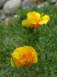 Attēlu rezultāti vaicājumam “Eschscholzia californica flower”