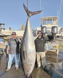 Image result for giant tuna