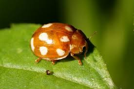 Attēlu rezultāti vaicājumam “Calvia decemguttata imago”