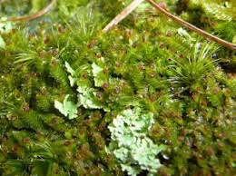 Attēlu rezultāti vaicājumam “Tritomaria exsectiformis”