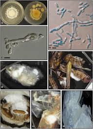 Attēlu rezultāti vaicājumam “Oligonema sp.”