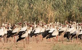 Attēlu rezultāti vaicājumam “Ciconia ciconia”