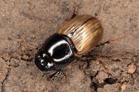 Attēlu rezultāti vaicājumam “Aphodius subterraneus”