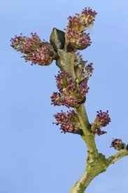 Attēlu rezultāti vaicājumam “Fraxinus excelsior bud”