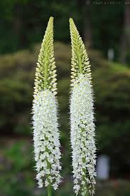 Image result for Steppenkerze