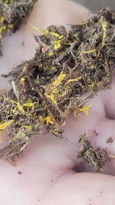 Attēlu rezultāti vaicājumam “Willkommlangea reticulata young”