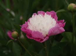 Attēlu rezultāti vaicājumam “Paeonia lactiflora”