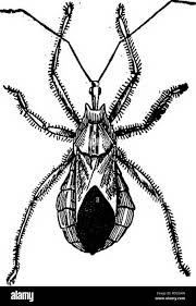 Attēlu rezultāti vaicājumam “Syrphus sp. imago”