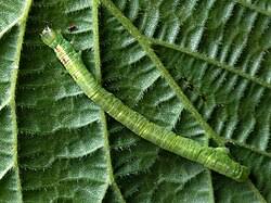 Attēlu rezultāti vaicājumam “Cabera pusaria male”