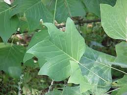 Attēlu rezultāti vaicājumam “Liriodendron tulipifera leaf”