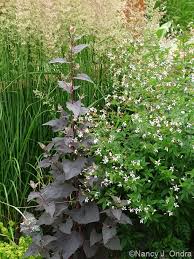 Attēlu rezultāti vaicājumam “Calamagrostis purpurea flower”