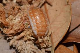 Attēlu rezultāti vaicājumam “Oniscus asellus”