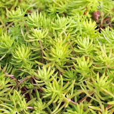 Attēlu rezultāti vaicājumam “Sedum rupestre leaf”