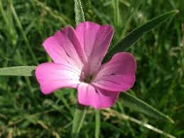 Image result for Kornrade