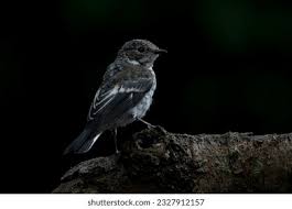 Attēlu rezultāti vaicājumam “Ficedula hypoleuca juvenile”