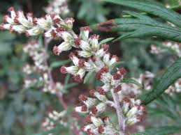 Attēlu rezultāti vaicājumam “Artemisia vulgaris flower”