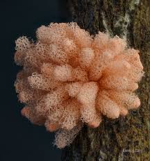 Attēlu rezultāti vaicājumam “Didymium serpula macro”