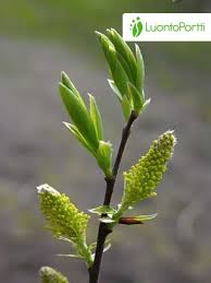 Attēlu rezultāti vaicājumam “Salix aurita bud”
