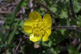 Attēlu rezultāti vaicājumam “Ranunculus mendax”