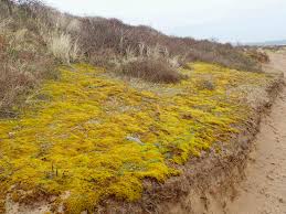 Attēlu rezultāti vaicājumam “Heterotrichia pomiformis (syn. Arcyria pomiformis) macro”
