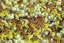 Attēlu rezultāti vaicājumam “Abietinella abietina”