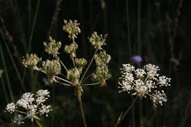 Attēlu rezultāti vaicājumam “Laserpitium prutenicum”