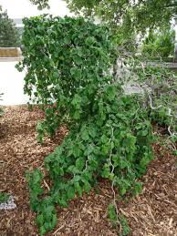 Attēlu rezultāti vaicājumam “Trichia contorta young”