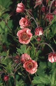 Image result for Geum rivale