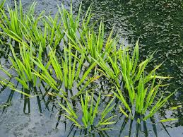 Attēlu rezultāti vaicājumam “Stratiotes aloides leaf”