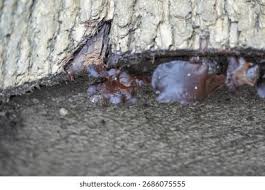 Attēlu rezultāti vaicājumam “Amaurochaete atra macro”