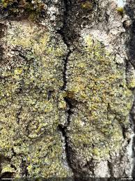 Attēlu rezultāti vaicājumam “Diderma subincarnatum spores”