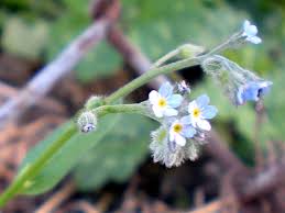 Attēlu rezultāti vaicājumam “Myosotis laxa subsp. baltica flower”