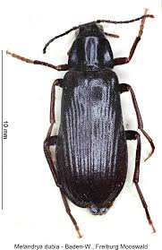 Attēlu rezultāti vaicājumam “Melandrya dubia”