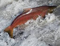 Image result for Oncorhynchus tshawytscha
