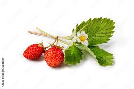 Attēlu rezultāti vaicājumam “Fragaria vesca fruit”