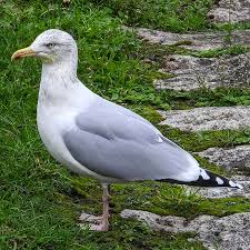 Attēlu rezultāti vaicājumam “Larus argentatus adult”