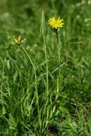 Image result for Tragopogon pratensis