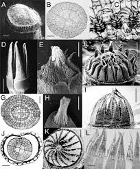Attēlu rezultāti vaicājumam “Blasia pusilla sporophyte”