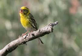 Image result for Serinus serinus