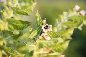 Attēlu rezultāti vaicājumam “Hyoscyamus niger flower”