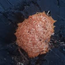 Attēlu rezultāti vaicājumam “Fuligo septica var. rufa”