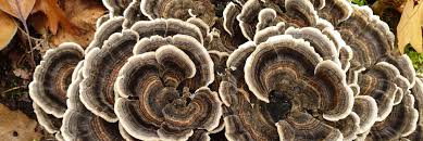 Attēlu rezultāti vaicājumam “Trametes”