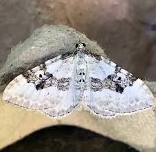 Attēlu rezultāti vaicājumam “Xanthorhoe montanata”