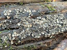 Attēlu rezultāti vaicājumam “Diderma radiatum young”