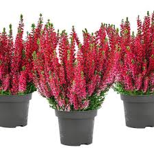 Attēlu rezultāti vaicājumam “Calluna vulgaris fruit”